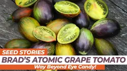 بذر گوجه اتمی برد <br> بسته 5 عددی بذر <br> Brad's Atomic Grape Tomato Seeds <br><i><b> Solanum lycopersicum 'Brad's Atomic Grape' </i> Seeds</b>
