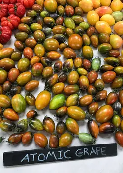 بذر گوجه اتمی برد <br> بسته 5 عددی بذر <br> Brad's Atomic Grape Tomato Seeds <br><i><b> Solanum lycopersicum 'Brad's Atomic Grape' </i> Seeds</b>