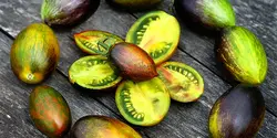 بذر گوجه اتمی برد <br> بسته 5 عددی بذر <br> Brad's Atomic Grape Tomato Seeds <br><i><b> Solanum lycopersicum 'Brad's Atomic Grape' </i> Seeds</b>