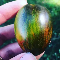 بذر گوجه اتمی برد <br> بسته 5 عددی بذر <br> Brad's Atomic Grape Tomato Seeds <br><i><b> Solanum lycopersicum 'Brad's Atomic Grape' </i> Seeds</b>