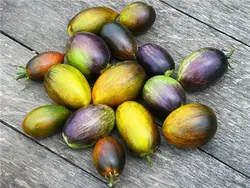 بذر گوجه اتمی برد <br> بسته 5 عددی بذر <br> Brad's Atomic Grape Tomato Seeds <br><i><b> Solanum lycopersicum 'Brad's Atomic Grape' </i> Seeds</b>