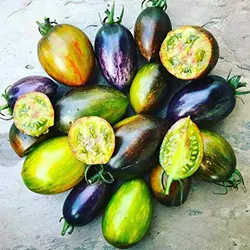 بذر گوجه اتمی برد <br> بسته 5 عددی بذر <br> Brad's Atomic Grape Tomato Seeds <br><i><b> Solanum lycopersicum 'Brad's Atomic Grape' </i> Seeds</b>