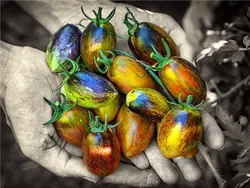 بذر گوجه اتمی برد <br> بسته 5 عددی بذر <br> Brad's Atomic Grape Tomato Seeds <br><i><b> Solanum lycopersicum 'Brad's Atomic Grape' </i> Seeds</b>