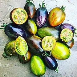 بذر گوجه اتمی برد <br> بسته 5 عددی بذر <br> Brad's Atomic Grape Tomato Seeds <br><i><b> Solanum lycopersicum 'Brad's Atomic Grape' </i> Seeds</b>