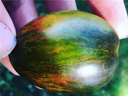 بذر گوجه اتمی برد <br> بسته 5 عددی بذر <br> Brad's Atomic Grape Tomato Seeds <br><i><b> Solanum lycopersicum 'Brad's Atomic Grape' </i> Seeds</b>