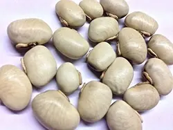 بذر لوبیا مخملی سفید <br> بسته 5 عددی بذر <br> White Velvet Bean Seeds <br><i><b> Mucuna pruriens </i> White  Seeds</b>