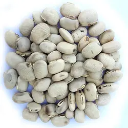 بذر لوبیا مخملی سفید <br> بسته 5 عددی بذر <br> White Velvet Bean Seeds <br><i><b> Mucuna pruriens </i> White  Seeds</b>