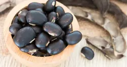 بذر لوبیا مخملی مشکی <br> بسته 5 عددی بذر <br> Black Velvet Bean Seeds <br><i><b> Mucuna pruriens </i> Black  Seeds</b>