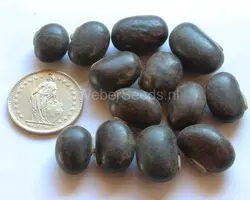 بذر لوبیا مخملی مشکی <br> بسته 5 عددی بذر <br> Black Velvet Bean Seeds <br><i><b> Mucuna pruriens </i> Black  Seeds</b>