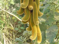 بذر لوبیا مخملی مشکی <br> بسته 5 عددی بذر <br> Black Velvet Bean Seeds <br><i><b> Mucuna pruriens </i> Black  Seeds</b>