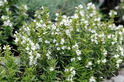 بذر مرزه اروپایی زمستانی  بسته 10 عددی  Winter Savory Seeds<i><b> Satureja montana </i>Seeds</b>