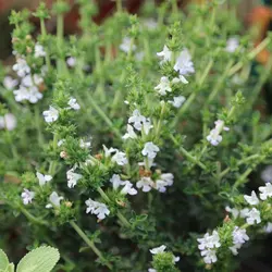 بذر مرزه اروپایی زمستانی  بسته 10 عددی  Winter Savory Seeds<i><b> Satureja montana </i>Seeds</b>