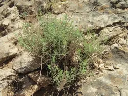 بذر مرزه بختیاری  بسته 10 عددی  Bakhtiari Savory Seeds <i><b> Satureja bachtiarica </i>Seeds</b>