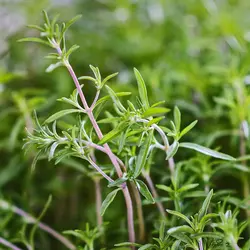 بذر مرزه معمولی تابستانی <br> بسته 2000 عددی<br>  Summer Savory Seeds <i><br><b> Satureja hortensis </i>Seeds</b>