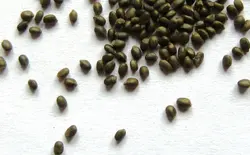 بذر مرزه معمولی تابستانی <br> بسته 2000 عددی<br>  Summer Savory Seeds <i><br><b> Satureja hortensis </i>Seeds</b>