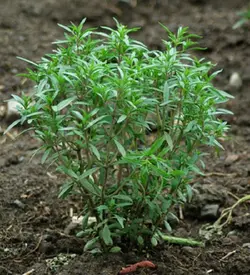 بذر مرزه معمولی تابستانی <br> بسته 2000 عددی<br>  Summer Savory Seeds <i><br><b> Satureja hortensis </i>Seeds</b>