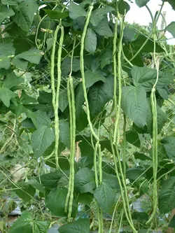 بذر لوبیا بلند دانه قهوه ای <br> بسته 5 عددی بذر <br> Yard Long Bean Brown Seeds <br><i><b> Vigna unguiculata subsp. sesquipedalis </i>Brown Seeds</b>