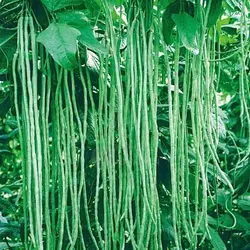 بذر لوبیا بلند دانه قهوه ای <br> بسته 5 عددی بذر <br> Yard Long Bean Brown Seeds <br><i><b> Vigna unguiculata subsp. sesquipedalis </i>Brown Seeds</b>