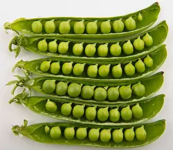 بذر لوبیا شکری <br> بسته 5 عددی بذر <br> Sugar Pea Seeds <br><i><b> Pisum sativum var. macrocarpon </i> Seeds</b>