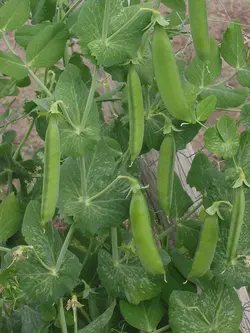 بذر لوبیا شکری <br> بسته 5 عددی بذر <br> Sugar Pea Seeds <br><i><b> Pisum sativum var. macrocarpon </i> Seeds</b>