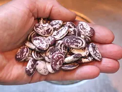 بذر لوبیا کریسمس &lt;br&gt; بسته 10 عددی بذر &lt;br&gt; Christmas Lima Bean Seeds &lt;br&gt;&lt;i&gt;&lt;b&gt; Phaseolus lunatus cultivar Christmas &lt;/i&gt; Seeds&lt;/b&gt;