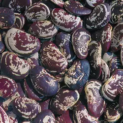 بذر لوبیا کریسمس <br> بسته 10 عددی بذر <br> Christmas Lima Bean Seeds <br><i><b> Phaseolus lunatus cultivar Christmas </i> Seeds</b>