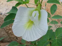 بذر لوبیا پروانه ای سفید <br> بسته 5 عددی بذر <br> White Butterfly Pea Seeds <br><i><b> Clitoria ternatea alba </i> Seeds</b>