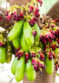 بذر میوه ترش بیلیمبی <br> بسته یک عددی  <br> Bilimbi Fruit <br><i><b> Averrhoa bilimbi </i> Seeds </b>