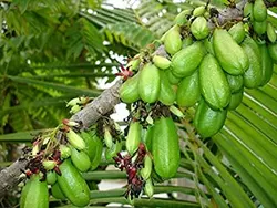 بذر میوه ترش بیلیمبی <br> بسته یک عددی  <br> Bilimbi Fruit <br><i><b> Averrhoa bilimbi </i> Seeds </b>