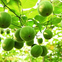 بذر میوه مانک <br> بسته یک عددی <br> Monkfruit <br><i><b> Siraitia grosvenorii </i> Seeds </b>