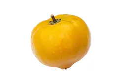 بذر میوه تخم مرغی <br> بسته یک عددی <br> Egg Fruit <br><i><b> Pouteria campechiana </i> Seeds </b>