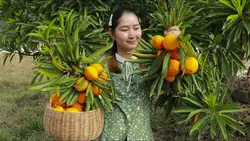 بذر میوه تخم مرغی <br> بسته یک عددی <br> Egg Fruit <br><i><b> Pouteria campechiana </i> Seeds </b>