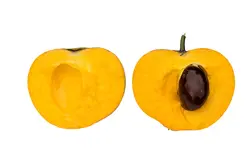 بذر میوه تخم مرغی <br> بسته یک عددی <br> Egg Fruit <br><i><b> Pouteria campechiana </i> Seeds </b>
