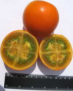 بذر نارنجیلا <br> بسته 5 عددی <br> Naranjilla Seeds <br><i><b> Solanum quitoense </i>Seeds</b>