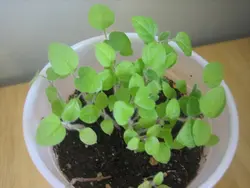 بذر نارنجیلا <br> بسته 5 عددی <br> Naranjilla Seeds <br><i><b> Solanum quitoense </i>Seeds</b>