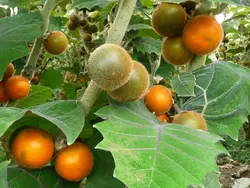 بذر نارنجیلا <br> بسته 5 عددی <br> Naranjilla Seeds <br><i><b> Solanum quitoense </i>Seeds</b>