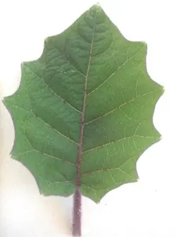 بذر نارنجیلا <br> بسته 5 عددی <br> Naranjilla Seeds <br><i><b> Solanum quitoense </i>Seeds</b>