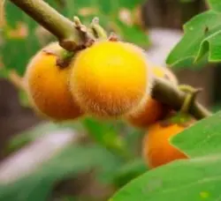 بذر میوه تارامبلو بادمجان ترش پرزدار <br> بسته 10 عددی <br> Tarambulo Seeds <br><i><b> Solanum ferox - Solanum lasiocarpum </i> Seeds </b>