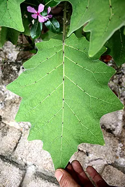 بذر میوه تارامبلو بادمجان ترش پرزدار <br> بسته 10 عددی <br> Tarambulo Seeds <br><i><b> Solanum ferox - Solanum lasiocarpum </i> Seeds </b>