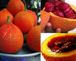 بذر میوه گاک <br> تعداد 5 عدد بذر <br> Gac Fruit <br><i><b> Momordica cochinchinensis </i> Seeds </b>