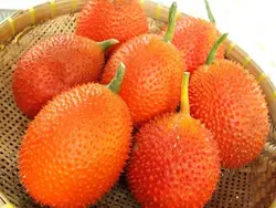 بذر میوه گاک <br> تعداد 5 عدد بذر <br> Gac Fruit <br><i><b> Momordica cochinchinensis </i> Seeds </b>