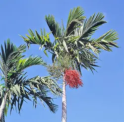 بذر نخل الگانت <br> یک عدد بذر <br> Elegant Palm <br><i><b> Ptychosperma elegans </i> Seeds </b>