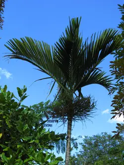بذر نخل الگانت <br> یک عدد بذر <br> Elegant Palm <br><i><b> Ptychosperma elegans </i> Seeds </b>