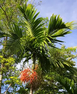 بذر نخل الگانت <br> یک عدد بذر <br> Elegant Palm <br><i><b> Ptychosperma elegans </i> Seeds </b>