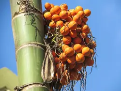 بذر نخل بتل <br> بسته یک عددی <br> Betel Palm Seeds  <br><i><b> Areca catechu </i> Seeds</b>