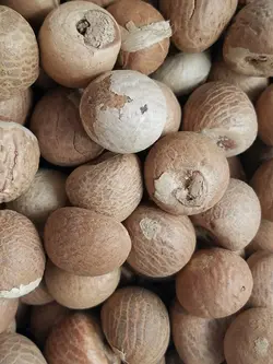 بذر نخل بتل <br> بسته یک عددی <br> Betel Palm Seeds  <br><i><b> Areca catechu </i> Seeds</b>