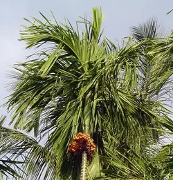 بذر نخل بتل <br> بسته یک عددی <br> Betel Palm Seeds  <br><i><b> Areca catechu </i> Seeds</b>