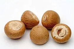 بذر نخل بتل <br> بسته یک عددی <br> Betel Palm Seeds  <br><i><b> Areca catechu </i> Seeds</b>