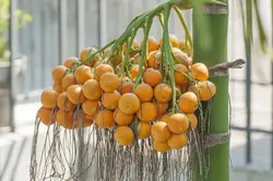 بذر نخل بتل <br> بسته یک عددی <br> Betel Palm Seeds  <br><i><b> Areca catechu </i> Seeds</b>