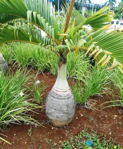 بذر نخل بطری <br> بسته یک عددی <br> Bottle Palm Seeds  <br><i><b> Hyophorbe lagenicaulis </i> Seeds</b>